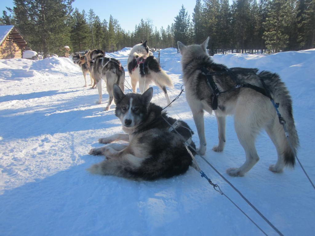 Guesthouse Husky Ivalo Buitenkant foto